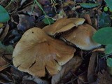 Cortinarius infractus image