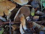 Cortinarius infractus image