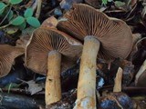 Cortinarius infractus image