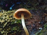 Psathyrella piluliformis image
