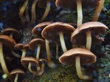 Psathyrella piluliformis image