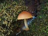 Psathyrella piluliformis image
