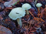 Hygrocybe virginea var. virginea image