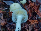 Hygrocybe virginea var. virginea image
