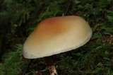 Hypholoma capnoides image