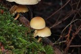 Hypholoma capnoides image