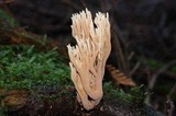 Ramaria stricta image