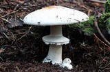 Agaricus hondensis image