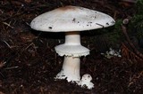 Agaricus hondensis image