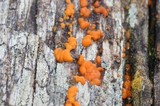 Dacrymyces stillatus image