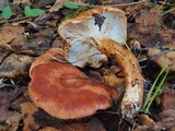 Tricholoma dryophilum image