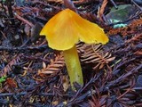 Hygrocybe acutoconica image