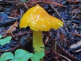 Hygrocybe acutoconica image