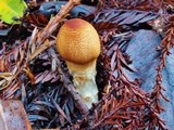 Lepiota magnispora image