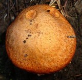 Suillus caerulescens image