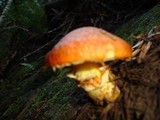 Suillus caerulescens image