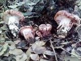 Hygrophorus russula image