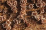 Lachnum corticale image