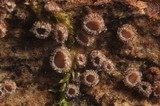 Lachnum corticale image
