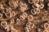 Lachnum corticale image