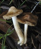 Inocybe brunnescens image