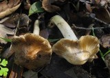 Inocybe brunnescens image