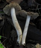 Inocybe brunnescens image