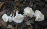 Hygrophorus eburneus image