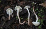 Hygrocybe russocoriacea image