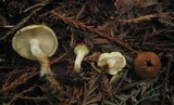 Pholiota spumosa image