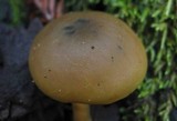 Callistosporium luteo-olivaceum image