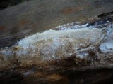 Antrodia albida image