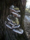 Phellinus igniarius image