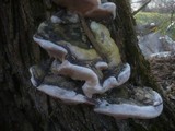 Phellinus igniarius image