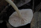Alboleptonia adnatifolia image