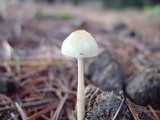 Protostropharia semiglobata image