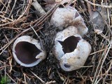 Sarcosphaera coronaria image