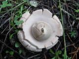 Geastrum triplex image