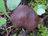 Tephrocybe atrata image