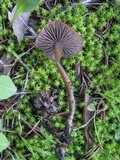 Tephrocybe atrata image