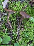 Tephrocybe atrata image