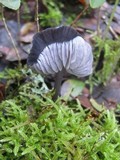 Entoloma serrulatum image