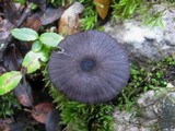 Image of Entoloma chalybeum