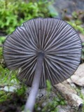Entoloma chalybeum image