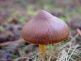 Cortinarius semisanguineus image