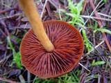 Cortinarius semisanguineus image