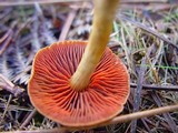 Cortinarius semisanguineus image