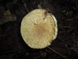 Gyroporus cyanescens image