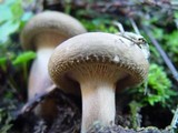 Paxillus involutus image