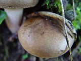 Paxillus involutus image